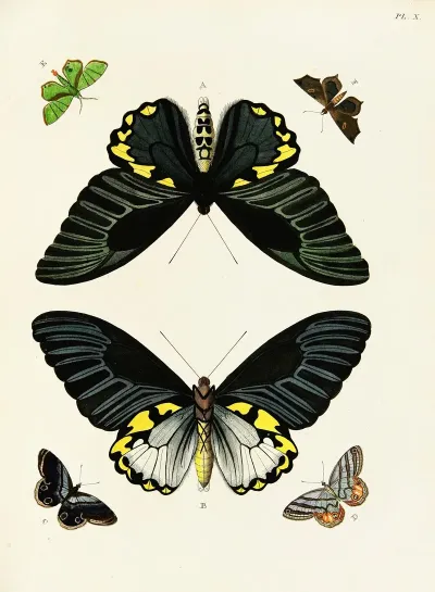 Foreign Butterflies Occurring In The Three Continents Asia Africa And America Pl 257