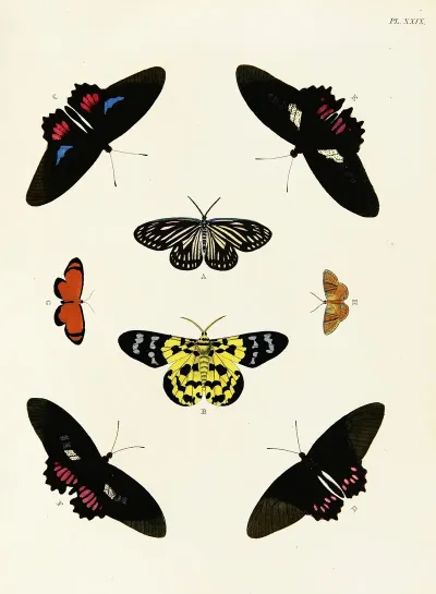 Foreign Butterflies Occurring In The Three Continents Asia Africa And America Pl 276