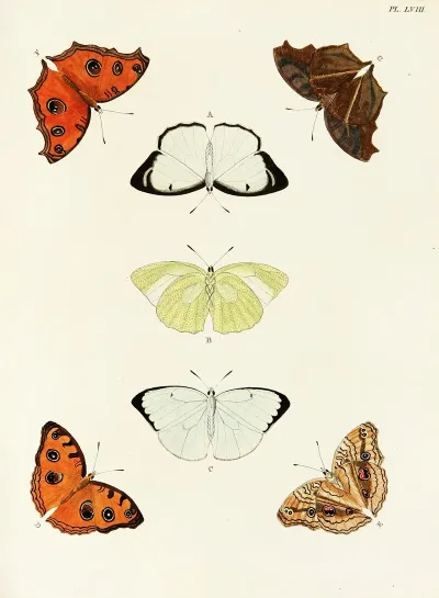 Foreign Butterflies Occurring In The Three Continents Asia Africa And America Pl 305