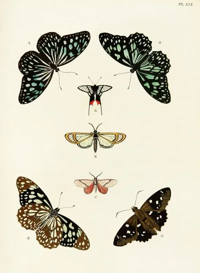Foreign Butterflies Occurring In The Three Continents Asia Africa And America Pl 306