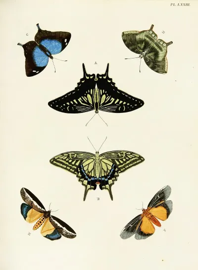 Foreign Butterflies Occurring In The Three Continents Asia Africa And America Pl 320