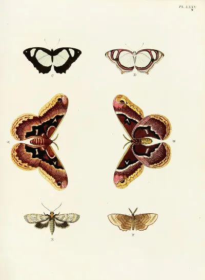 Foreign Butterflies Occurring In The Three Continents Asia Africa And America Pl 322
