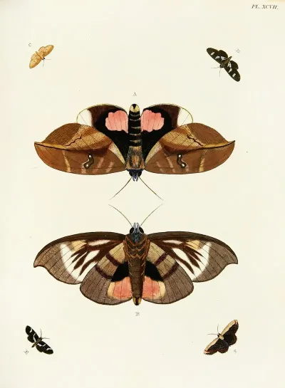 Foreign Butterflies Occurring In The Three Continents Asia Africa And America Pl 344