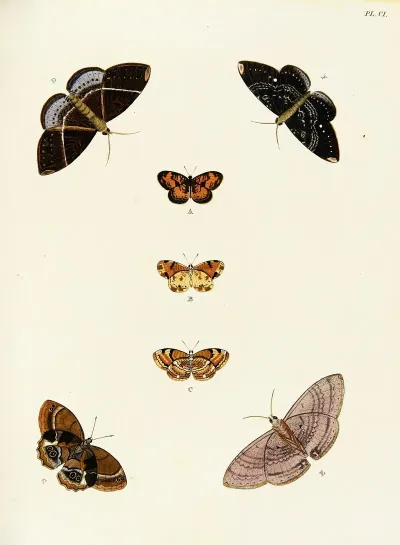 Foreign Butterflies Occurring In The Three Continents Asia Africa And America Pl 348