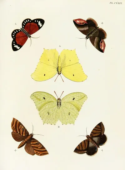 Foreign Butterflies Occurring In The Three Continents Asia Africa And America Pl 376