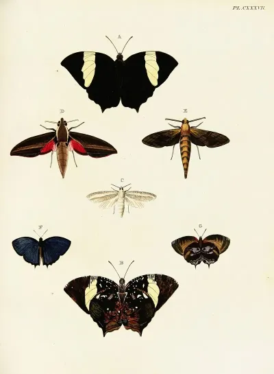 Foreign Butterflies Occurring In The Three Continents Asia Africa And America Pl 384