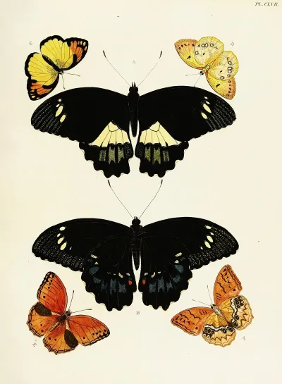 Foreign Butterflies Occurring In The Three Continents Asia Africa And America Pl 404