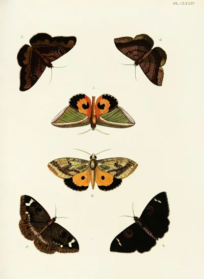 Foreign Butterflies Occurring In The Three Continents Asia Africa And America Pl 421