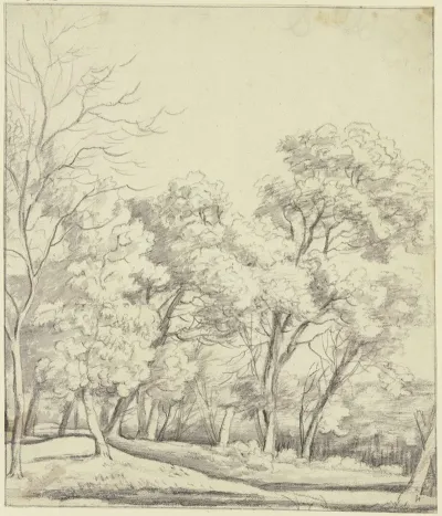 Forest Section 5