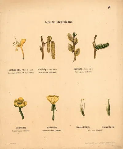 Form Des Bluthenstandes 6