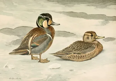 Formosan Teal