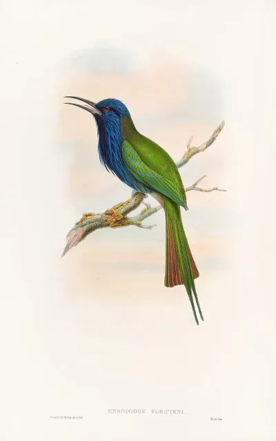 Forstens Bee Eater