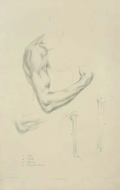 Four Views Of Musculature And Bones Of Bent Arm
