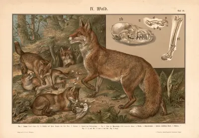 Fox Family
