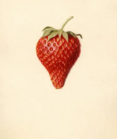 Fragaria Bellmar