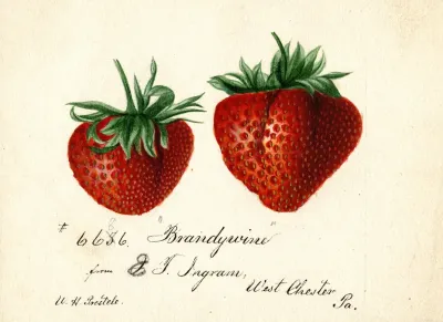 Fragaria Brandywine