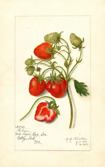 Fragaria Gibson