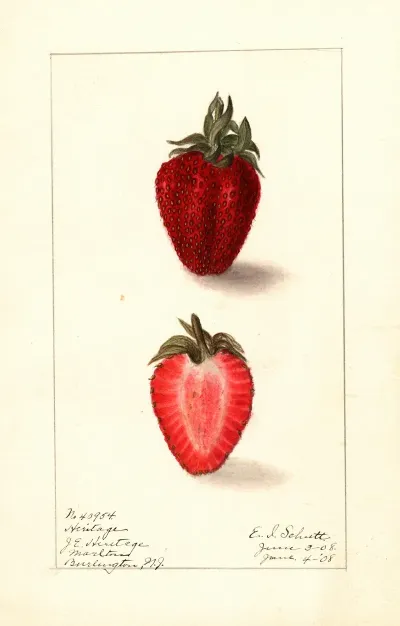 Fragaria Heritage