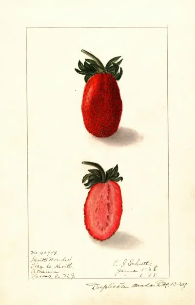Fragaria Kevitts Wonder