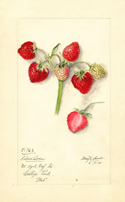Fragaria Silver Coin