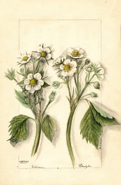 Fragaria