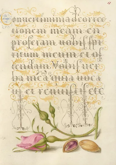 French Rose And Pistachio