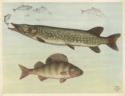 Freshwater Fish