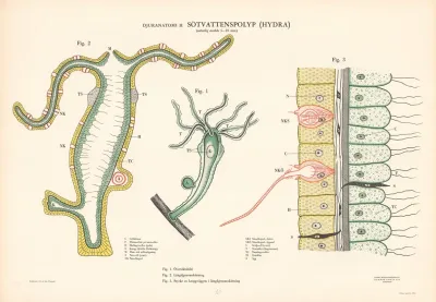 Freshwater Polyp
