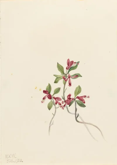 Fringed Polygala Polygala Paucifolia 2
