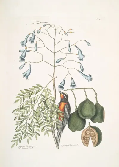 Fringilla Bahamiensis The Bahama Finch Bignonia Flore Coeruleo The Broadleafed Guaiacum With Blue Flowers