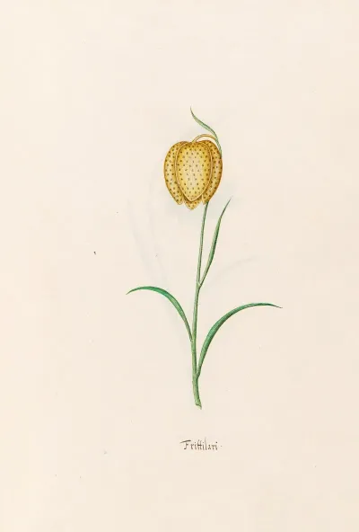 Frittilari Fritillaria 3