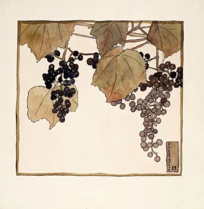 Frost Grape