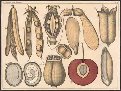 Frugt Og Fro