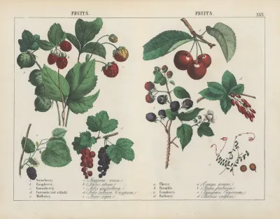Fruits 3