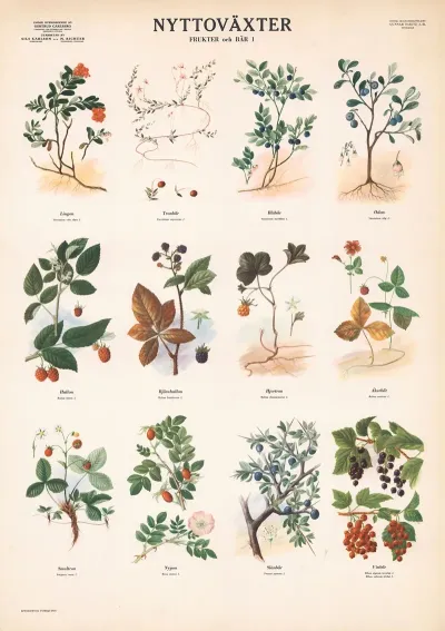 Fruits And Berries 1