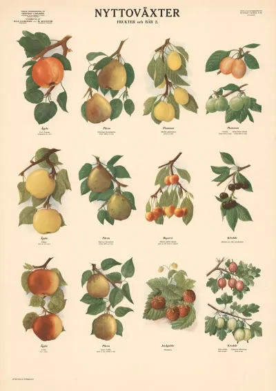 Fruits And Berries 2