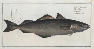 Gadus Carbonarius The Coal Fish