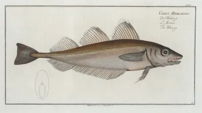 Gadus Merlangus The Whiting