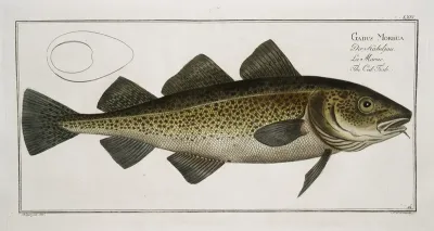 Gadus Morhua The Cod Fish