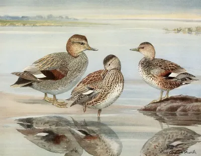 Gadwall Couess Gadwall