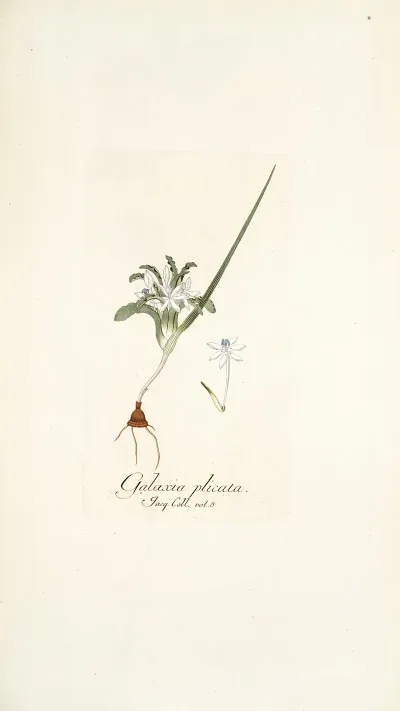 Galaxia Plicata