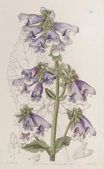 Gaping Sage
