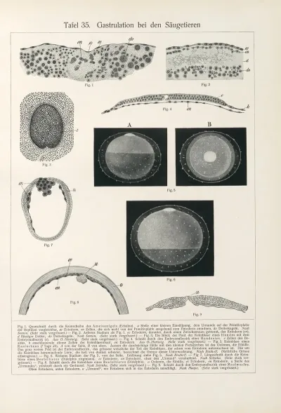 Gastrulation Bei Den Saugetieren