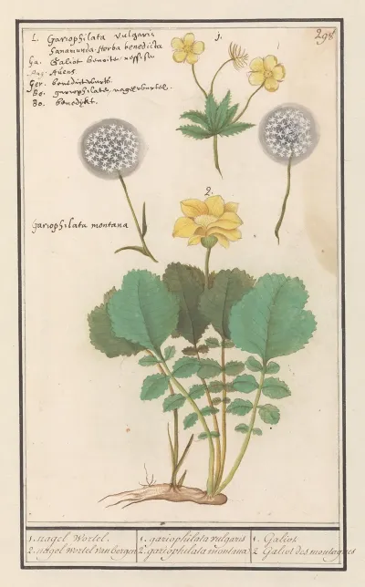 Geel Nagelkruid Geum Urbanum En Alpen Geel Nagelkruid Geum Montanum