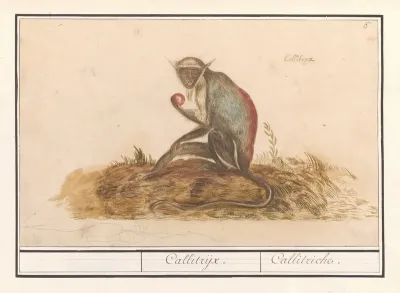Geelgroene Meerkat Chlorocebus Sabaeus Callitrijx Callitriche