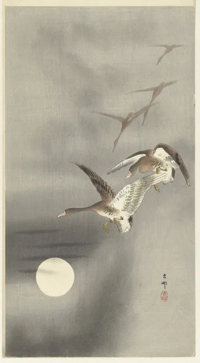 Geese In Flight