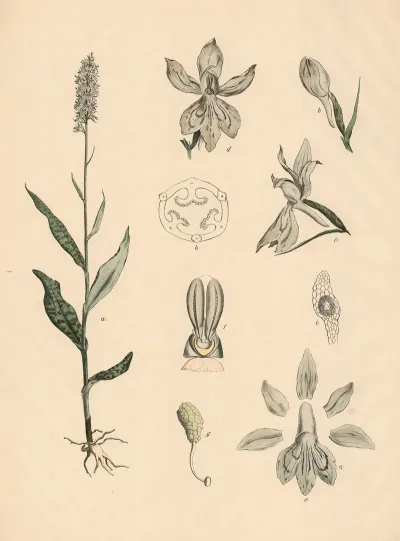 Geflecktes Knabenkraut