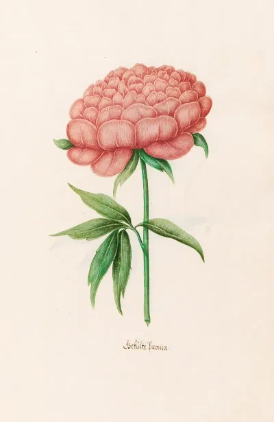 Gefulte Poeonia Peony