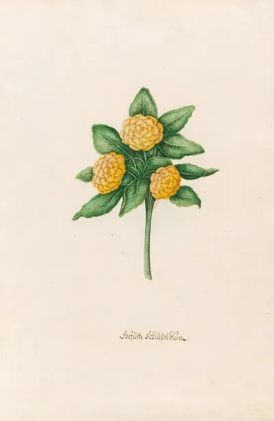 Gefuste Schlusselblum