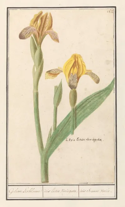 Gele Lis Iris Pseudacorus Geluwe Lisbloeme Iris Lutea Variegata Iris Jeaune Variee